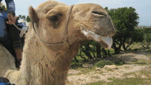 Pourquoi les chameaux bavent-ils?