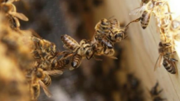 Henry Duchemin. Conferences et ateliers sur les abeilles et le management. De la nature aux organisations humaines. Intelligence collective et bien-ere interactif. Biomimetisme des organisations. Agence de conferenciers