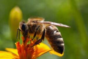 Agences conférenciers PERFORMANCES Henry Duchemin Abeilles