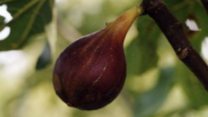 Agence conférencier QVT Jean-Yves Maisonneuve Bienfaits des fruits