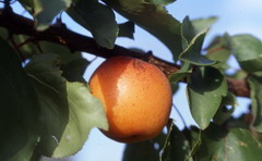 Agences conférencier QVT Jean-Yves Maisonneuve Bienfaits des fruits