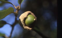 Agences conférenciers QVT Jean-Yves Maisonneuve Bienfaits des fruits