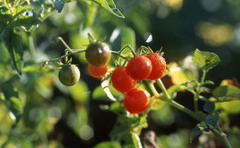 Agences de conférenciers QVT Jean-Yves Maisonneuve Bienfaits des fruits