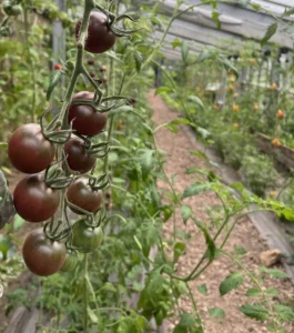 Agences conférenciers Degroote Gilles Permaculture team Building Main dans la Terre